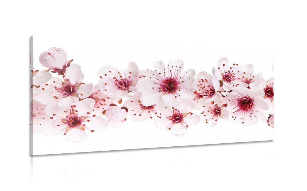 Obraz čerešňové kvety - 120x60