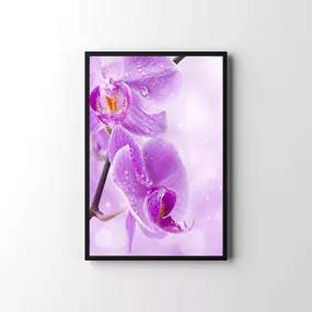 Foto Plagát Violet orchid zv6841