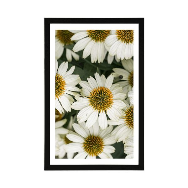 Plagát s paspartou liečivé kvety harmančeka - 60x90 white