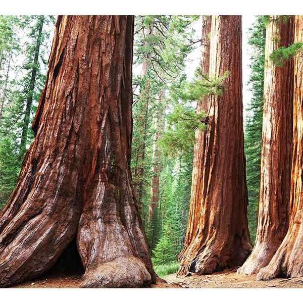 MS-5-0102 Vliesová obrazová fototapeta Sequoia, veľkosť 375 x 250 cm