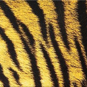 Obraz Tigria koža zs125