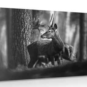 Obraz jeleň v borovicovom lese v čiernobielom prevedení