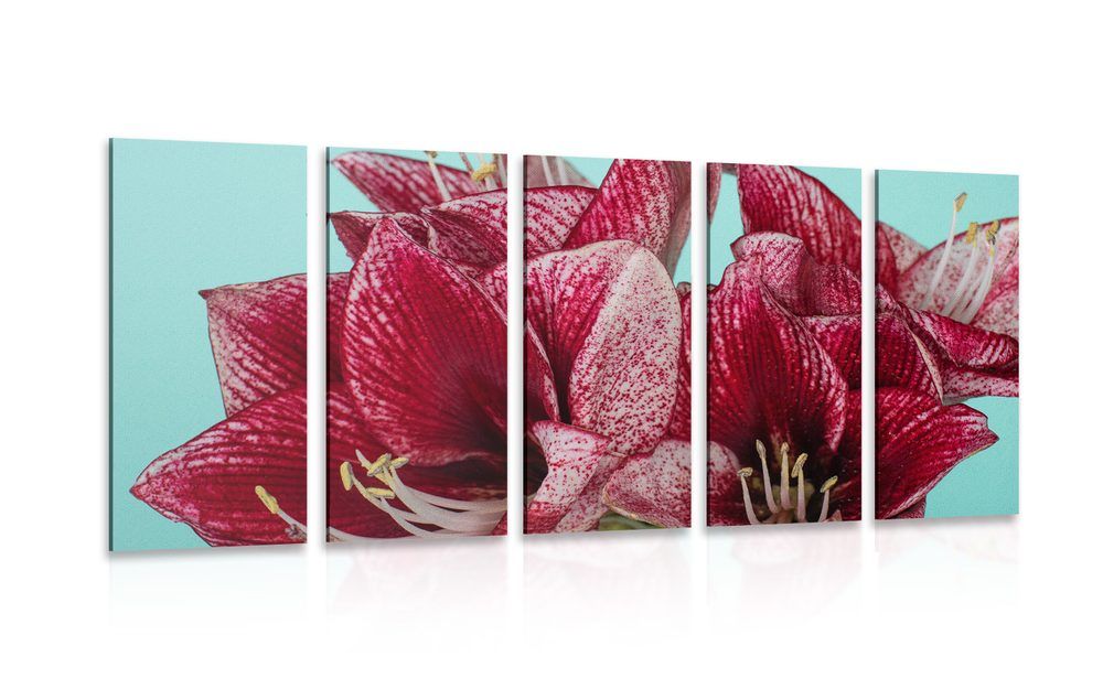 5-dielny obraz exotický amarylis na tyrkysovom pozadí