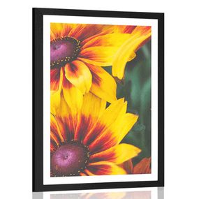 Plagát s paspartou atraktívne dvojfarebné kvety - 30x45 black