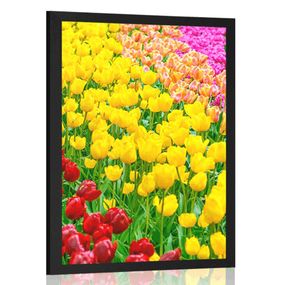 Plagát záhrada plná tulipánov - 40x60 silver