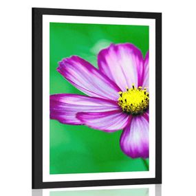 Plagát s paspartou záhradný kvet krasuľky - 60x90 black