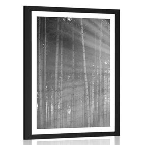 Plagát s paspartou slnko za stromami v čiernobielom prevedení - 40x60 black