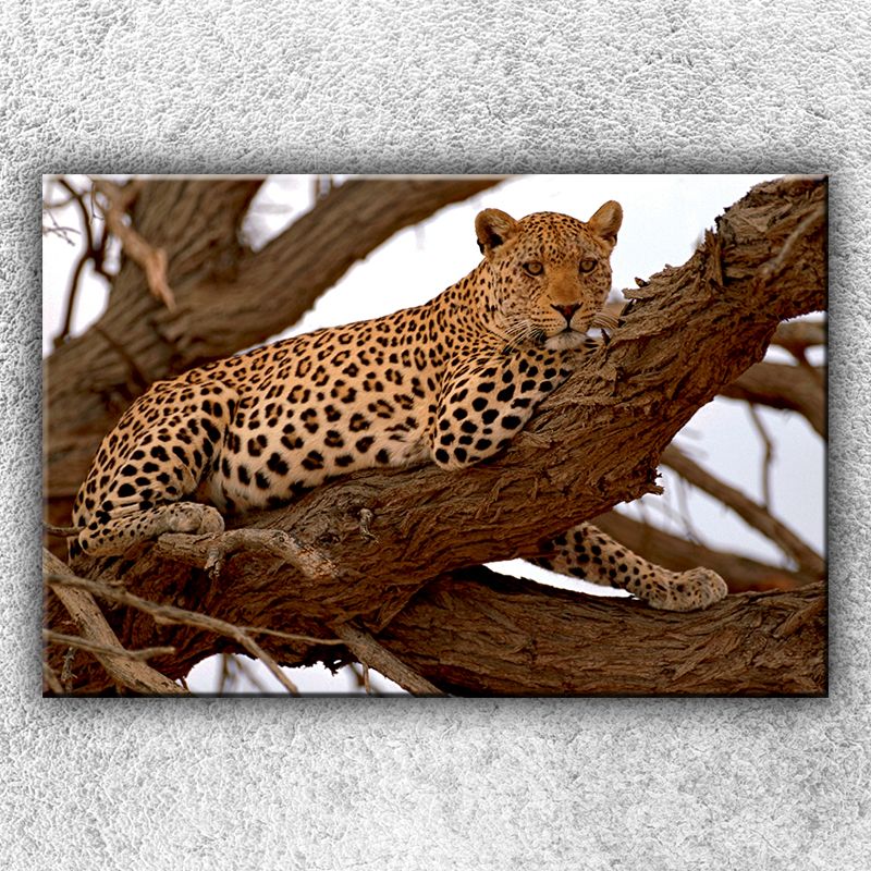 Foto na plátne Gepard na strome 120x80 cm