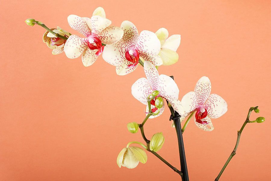 Fototapety Orchidea 18516 - samolepiaca