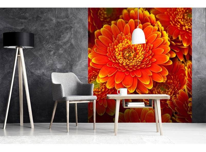 MS-3-0131 Vliesová obrazová fototapeta Gerbera, veľkosť 225 x 250 cm