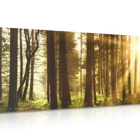 Obraz les zaliaty slnkom - 120x60