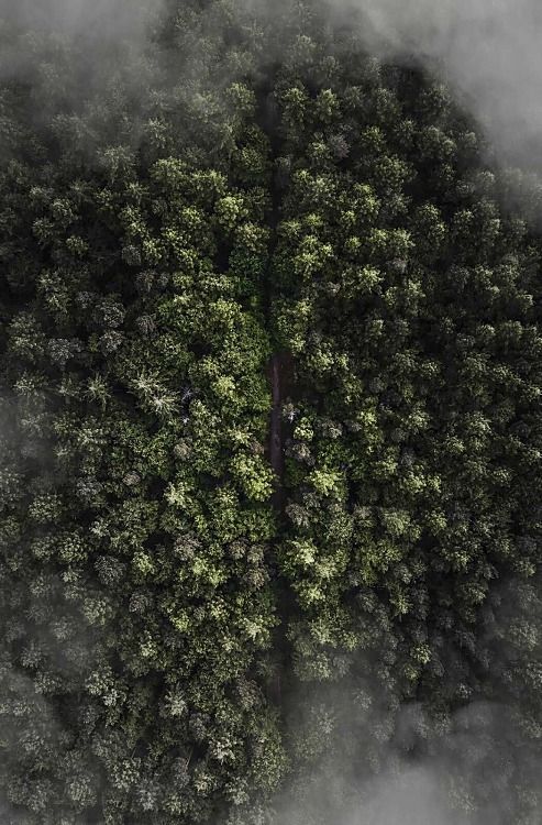 Les v hmle z výšky - fototapeta FS4070