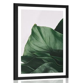 Plagát s paspartou okúzľujúci list monstery - 40x60 silver