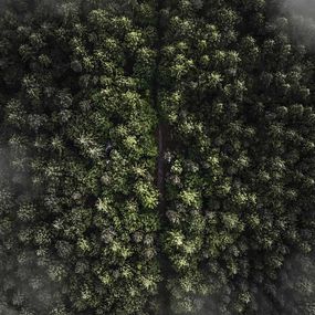 Les v hmle z výšky - fototapeta FS4070