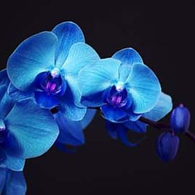 Obraz na stenu Orchidea modrá zs18587