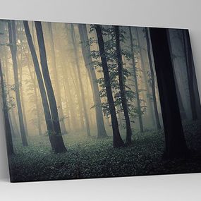 Obraz Ranná hmla v lese zs1218