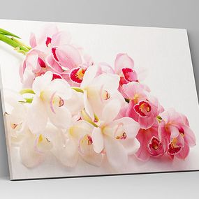 Obraz Exotická orchidea zs1174