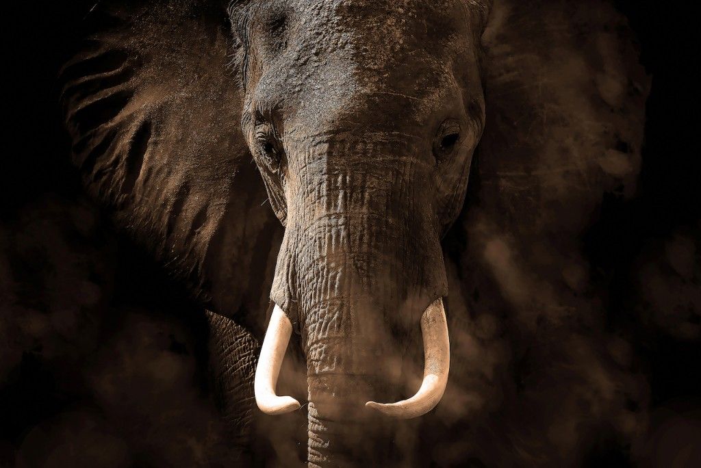 FTNXXL 3016 AG Design vliesová fototapeta 4-dielna Elephant - slon, veľkosť 360 x 270 cm