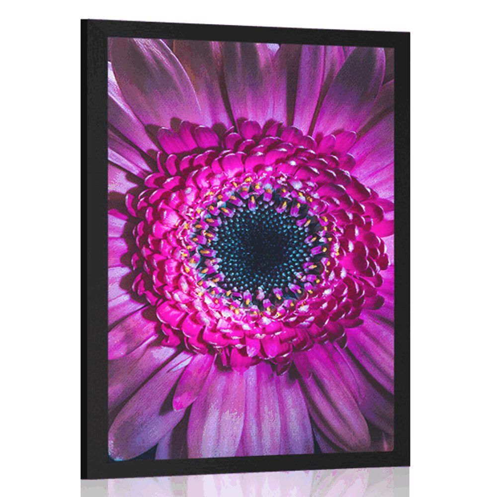 Plagát purpurová gerbera - 60x90 black