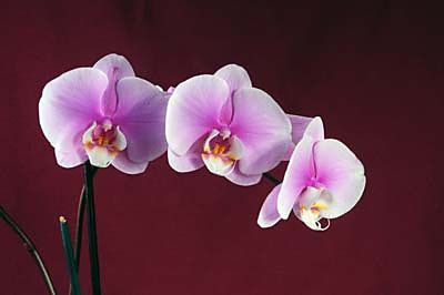 Obraz Fialová orchidea zs18533