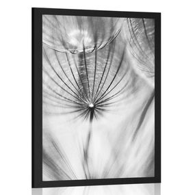 Plagát púpava v čiernobielom prevedení - 40x60 black