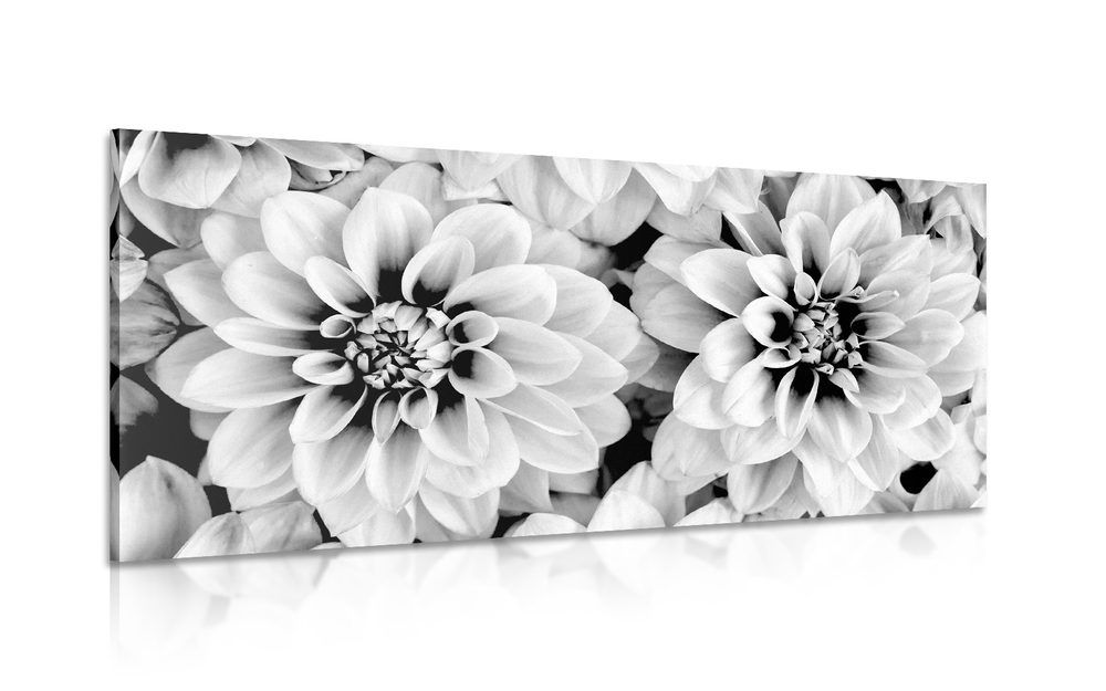 Obraz kvety dálie v čiernobielom prevedení - 120x60