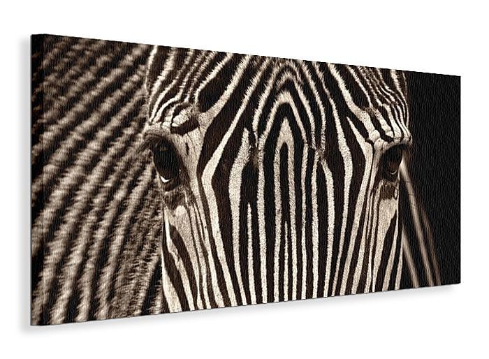 Zebra Grevy - Obraz na płótnie WDC40393