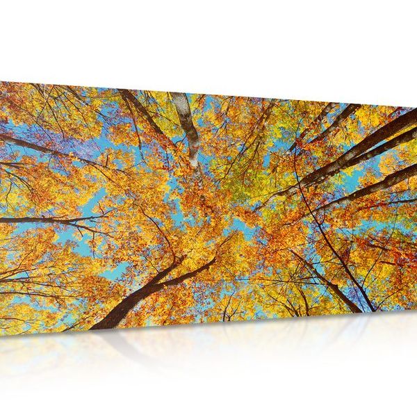 Obraz jesenné koruny stromov - 120x60