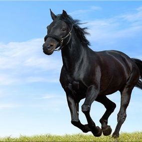 Obraz Čierny kôň zs118