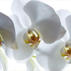 FTN XXL 0466 AG Design vliesová fototapeta 4-dielna - White orchid, veľkosť 360 x 270 cm