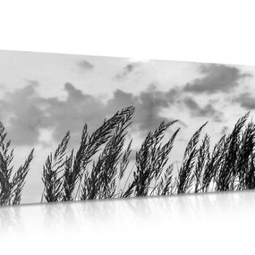 Obraz tráva v čiernobielom prevedení - 120x60