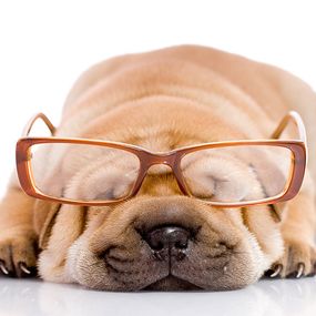 Zvieracie fototapety - Pes s okuliarmi 120 - samolepiaca