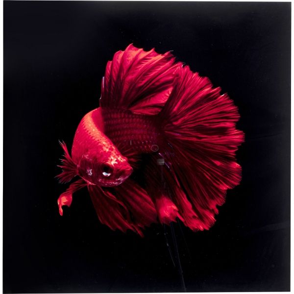 KARE Design Skleněný obraz Fire Fish 100x100cm