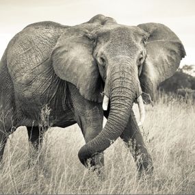 KOMR 925-4XXL Vliesová fototapeta Komar - Elefant - Slon africký, veľkosť 368x248 cm