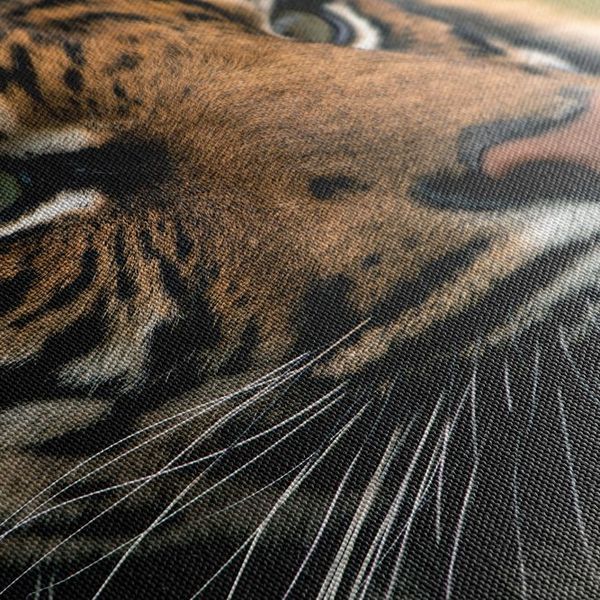 Obraz bengálsky tiger - 120x80