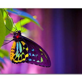 Obraz Farebný motýľ zs24731