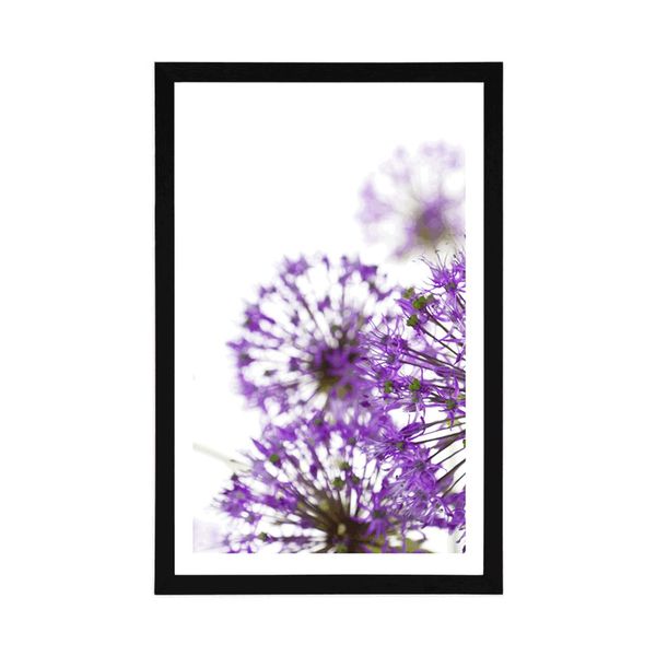Plagát s paspartou kvitnúce fialové kvety cesnaku - 60x90 black