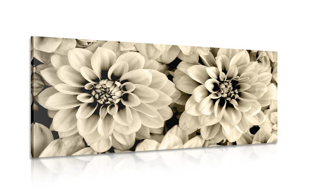 Obraz kvety dálie v sépiovom prevedení - 120x60