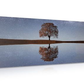 Obraz hviezdna obloha nad osamelým stromom