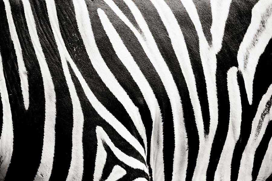 Čiernobiela fototapeta Zebra 123 - latexová