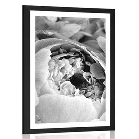 Plagát s paspartou čiernobiele lupienky kvetu - 40x60 black