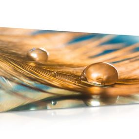 Obraz kvapka vody na zlatom pierku