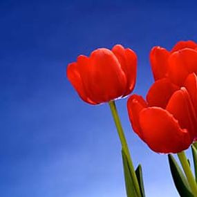 Obraz Červené tulipány zs18495