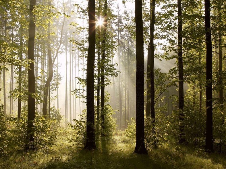 Fototapeta na stenu štvordielna FTS 0181 forest, veľkosť 360 x 254 cm