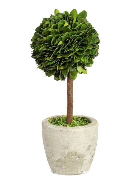 Buxus na kmienku v kvetináči - Ø10 * 24 cm