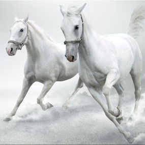 Obraz Pár bielych koní zs3201