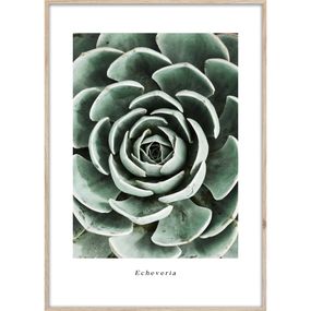 Plagát v ráme 50x70 cm Echeveria - Styler