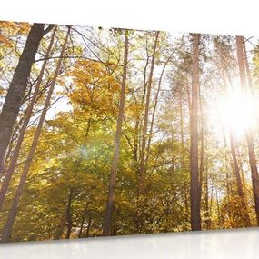 Obraz les v jesenných farbách
