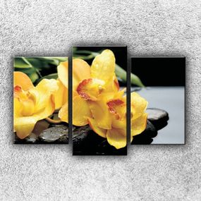 Foto na plátne Žltá orchidea na kameňoch 75x50 cm