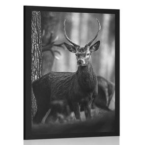 Plagát jeleň v lese v čiernobielom prevedení - 20x30 silver